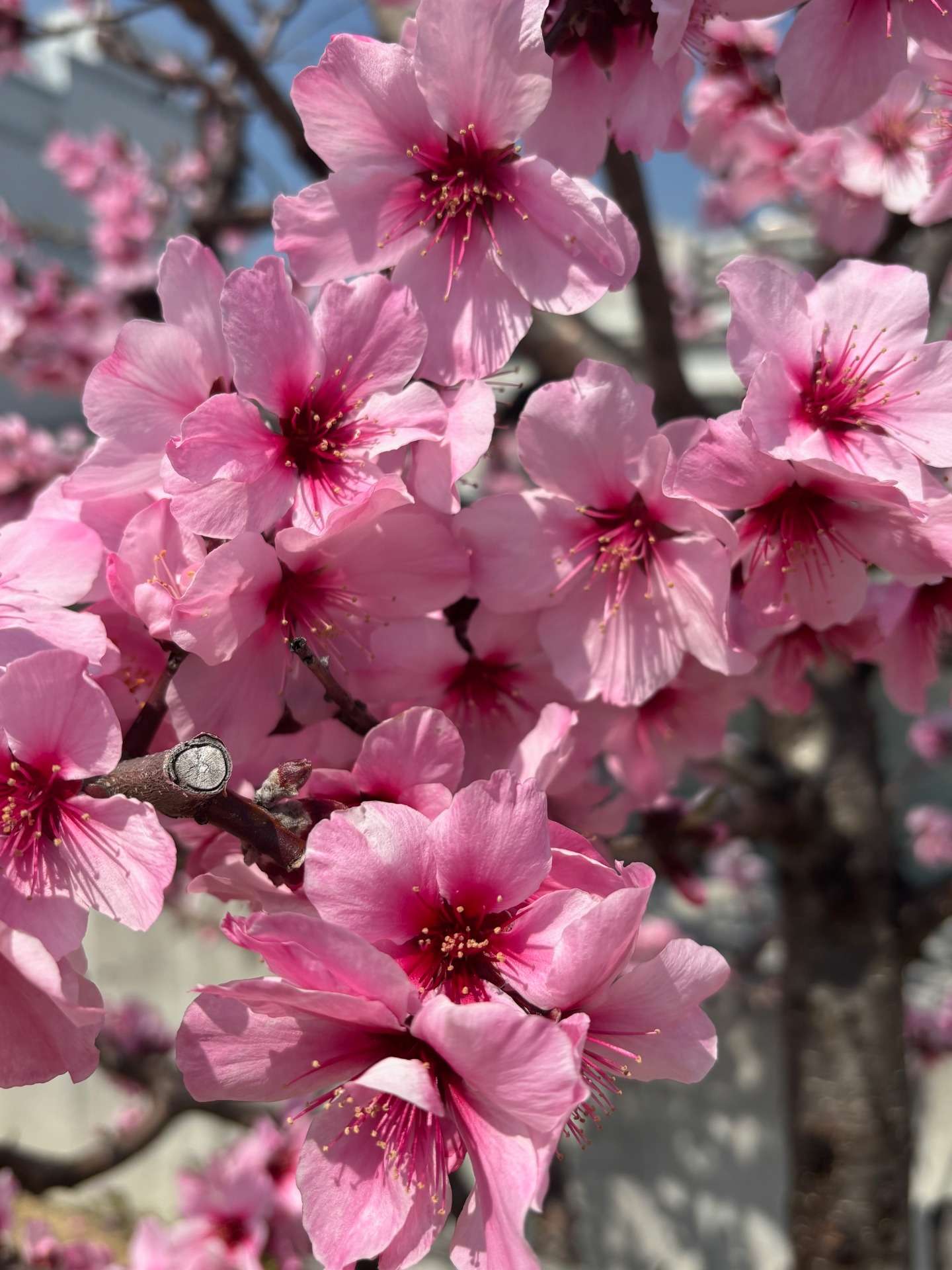 (486)観察者効果