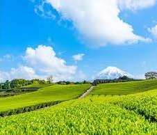 (488)キャドポンポンジィ